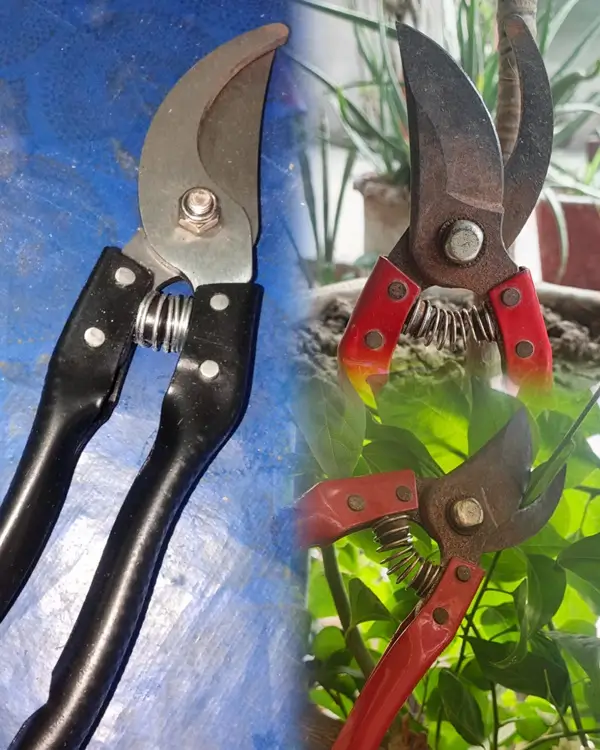 Pruning shears and sterilized cutting tools for trimming Dracaena plant stems