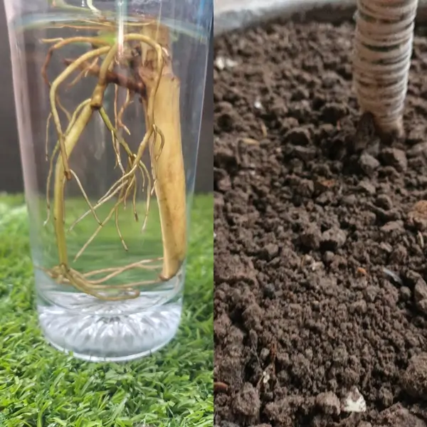 A healthy stem cutting placed in water, demonstrating successful dracaena fragrans propagation techniques for indoor plants.