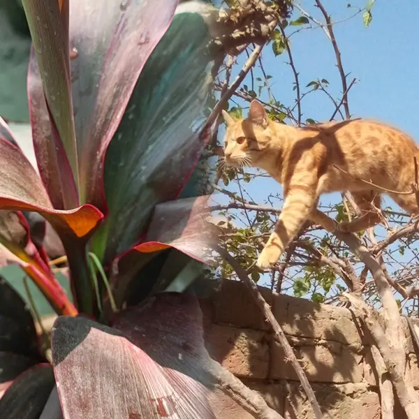 Is dracaena toxic to cats - Dracaena plant safety and pet care guide