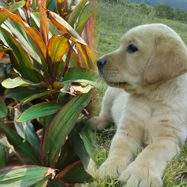 A concerned puppy sniffing a potted indoor houseplant to check Is Dracaena Toxic to Dogs