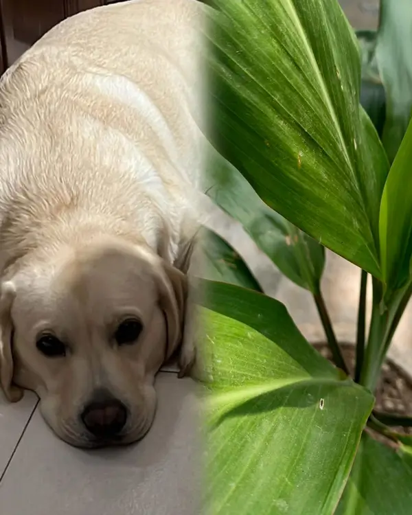 A curious golden retriever dog gently sniffing a potted Dracaena houseplant indoors