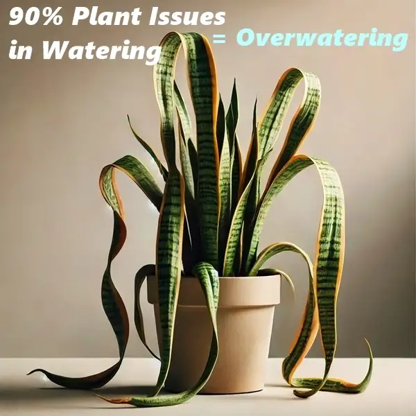 Overwatering in snake plant and the solution