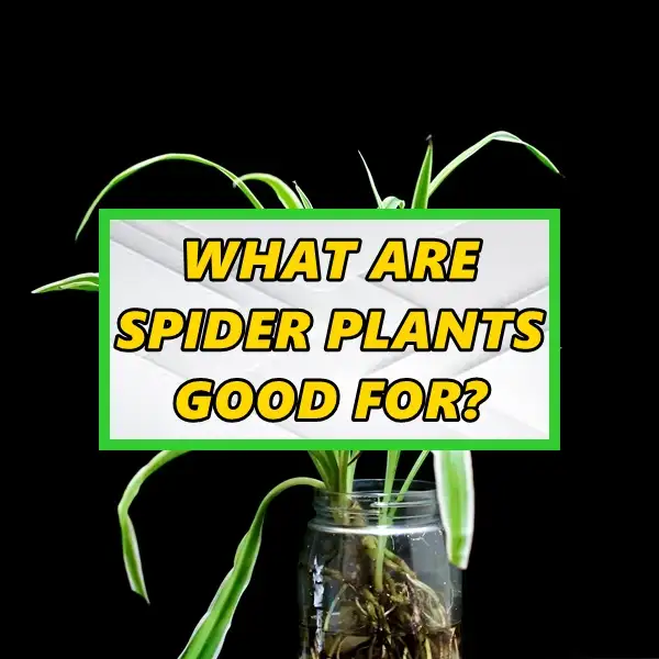 What Are Spider Plants Good For – Health Benefits and Home Decor