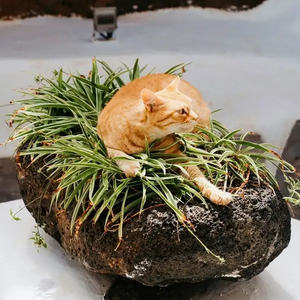 a cat eating and playing with spider plants indoors