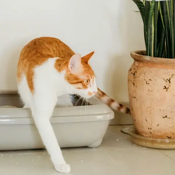 a cat playing with indoor plants