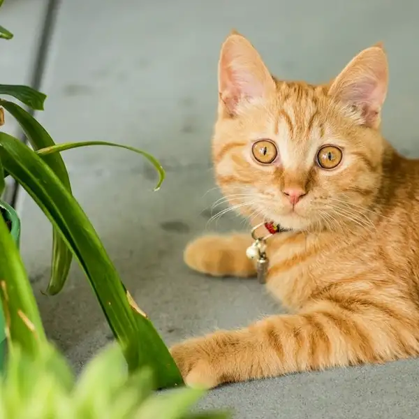 a cat sitting near a spider plant