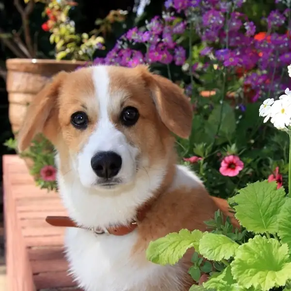 a dog standing and playing near plants in outdoor garden