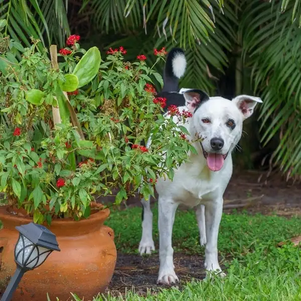 a dog standing with plants