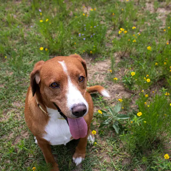 a dog willing to play with owner