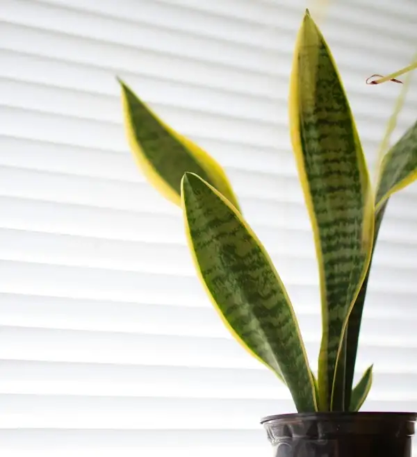 a healthy snake plant