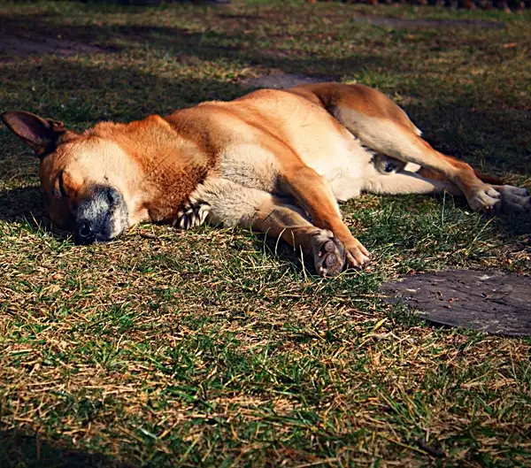 a sick dog after pothos ingestion