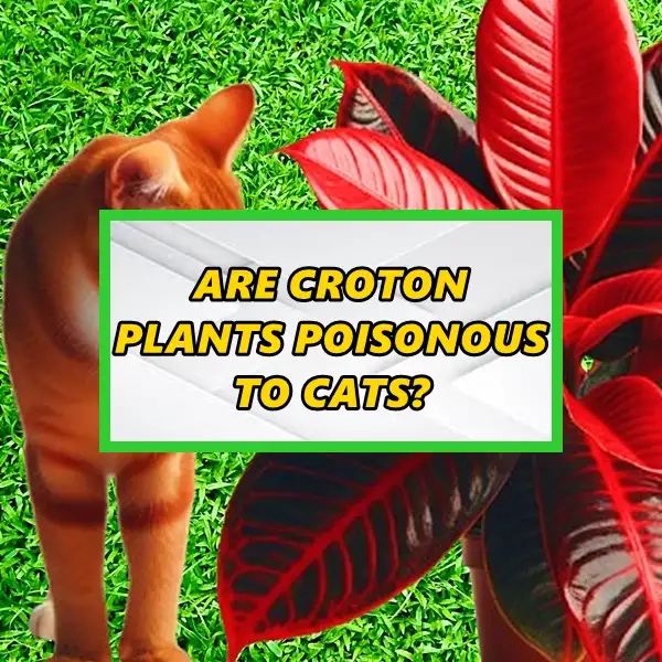 all croton plants poisonous to cats what cat owners should know