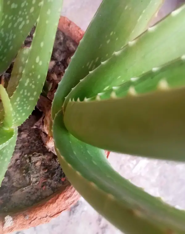 aloe vera care plant care guide