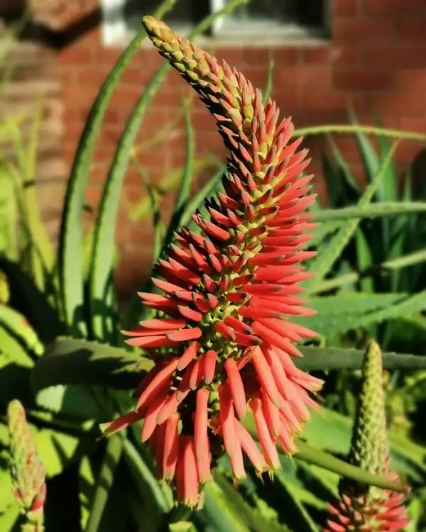 aloe vera flowering guide