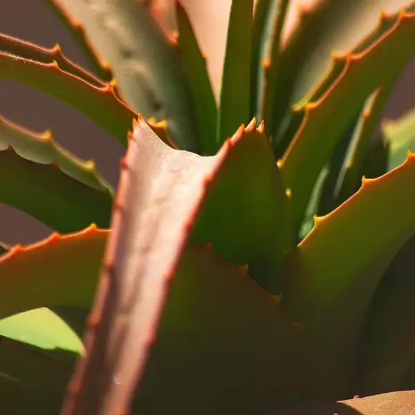 aloe vera leaves turning brown