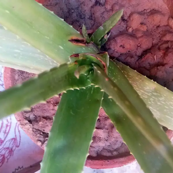 aloe vera plant care