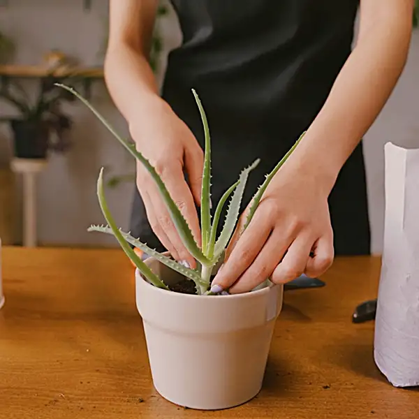 aloe vera plant growth process