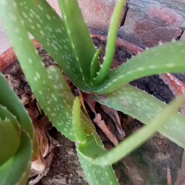 aloe vera plant guides