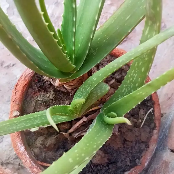 aloe vera plant in sunlight