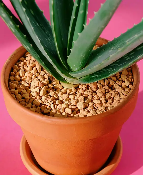 aloe vera plant size indoors and outdoors