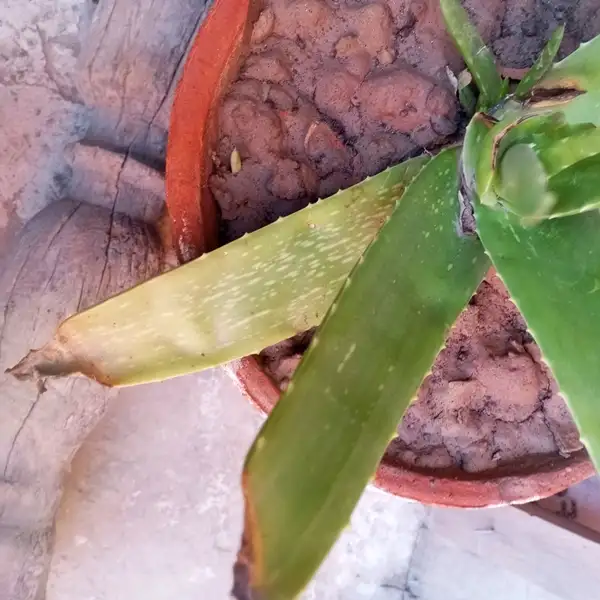 aloe vera plant turning brown