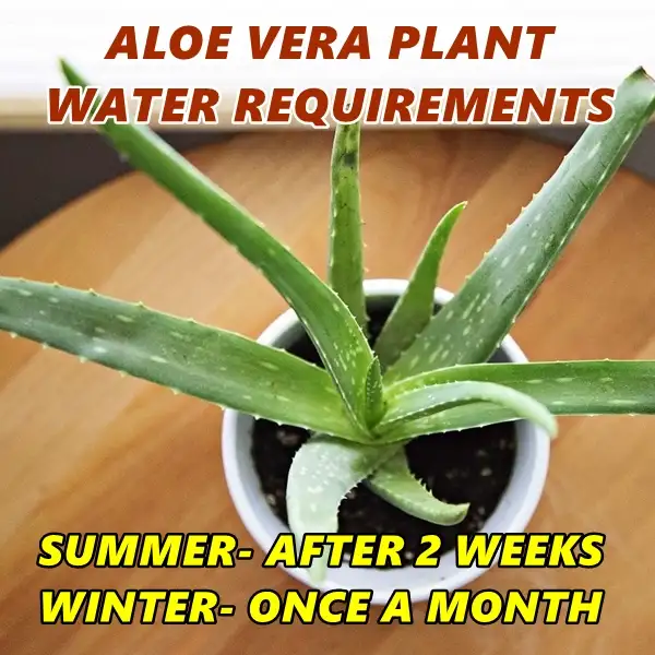 aloe vera plant water requirements