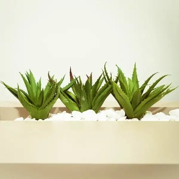 aloe vera plants potted indoors