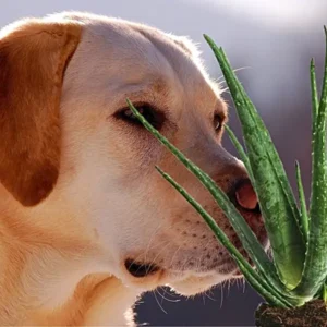 are aloe vera plants toxic to dogs