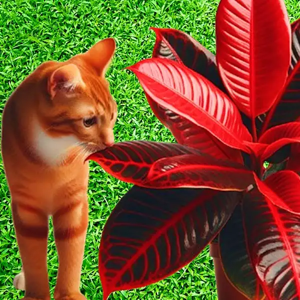 are croton plants poisonous to cats