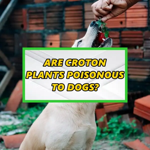 are croton plants poisonous to dogs exploring toxicity