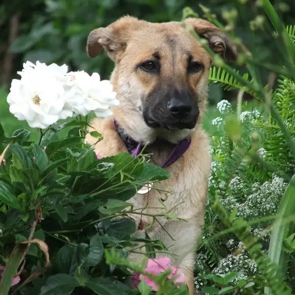 are croton plants toxic to dogs