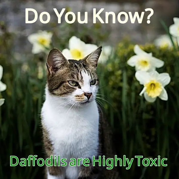 are daffodils poisonous to cats