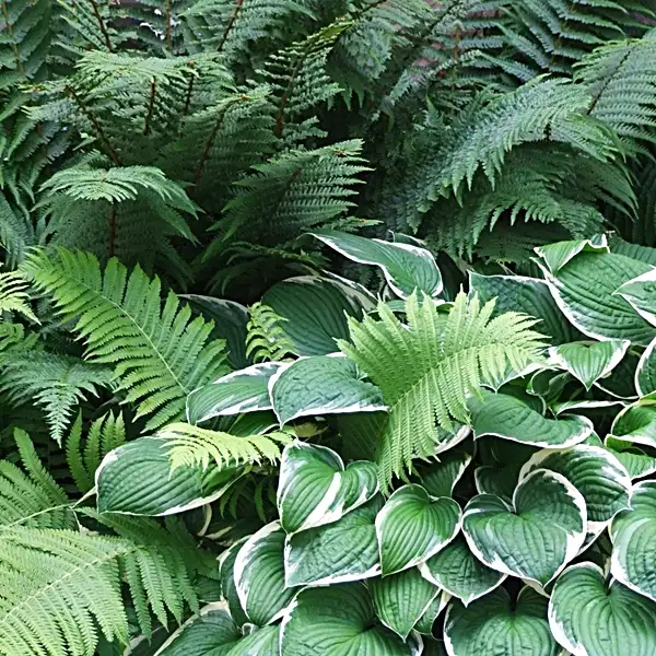 are hostas deer-resistant plants