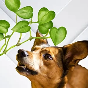 are pothos toxic to dogs