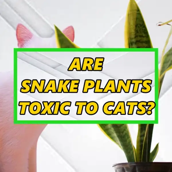 are snake plants toxic to cats and how to keep cats safe