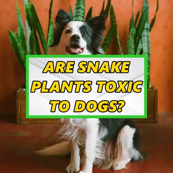 are snake plants toxic to dogs