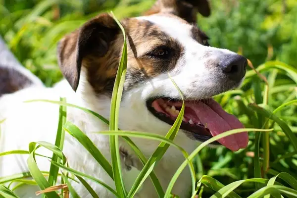 are spider plant toxic to dogs