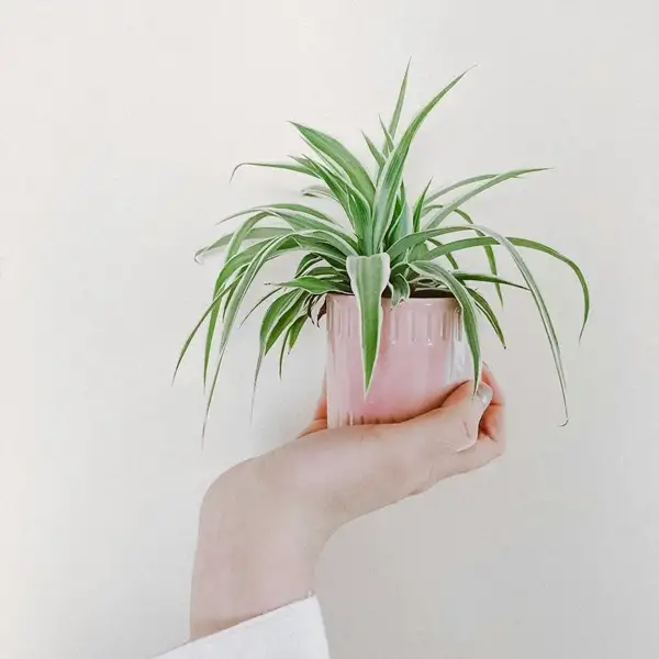 are spider plants easy to care for