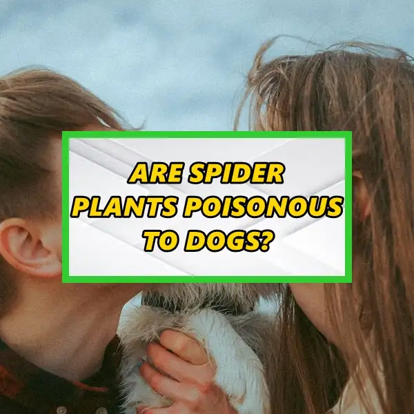 are spider plants poisonous to dogs the reality