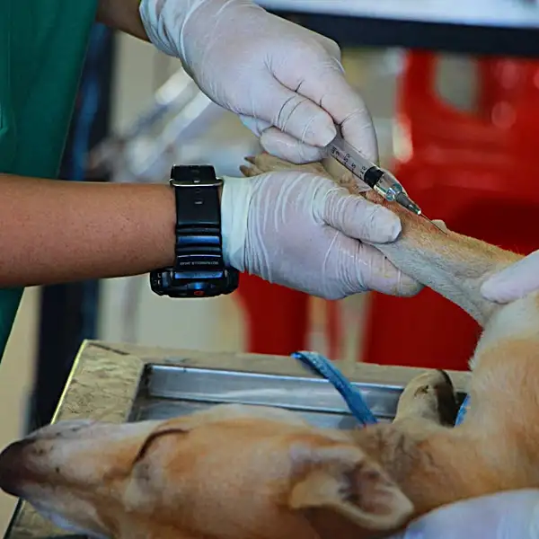 are tomatoes bad for dogs - are tomatoes toxic or dangerous