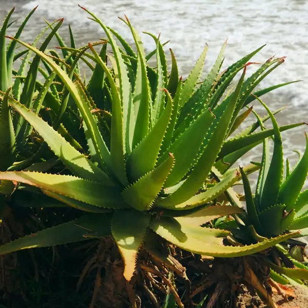 avoid overwatering in aloe vera plant