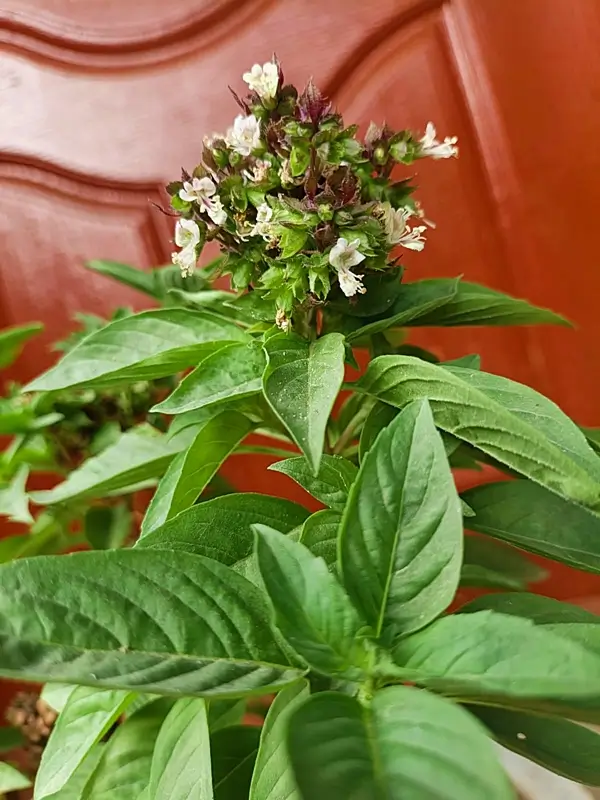 basil plant care guide