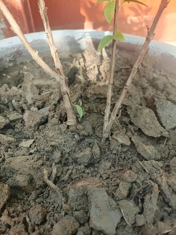 best soil for growing basil
