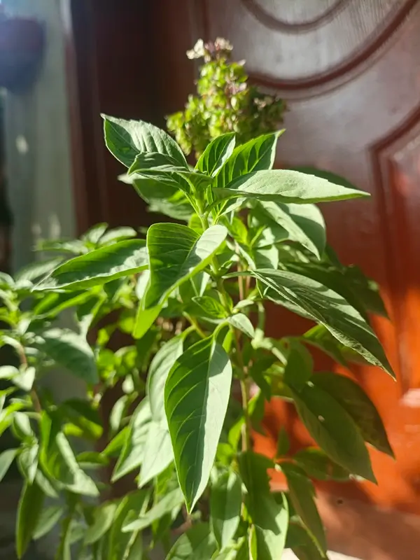 sunlight requirements to grow basil