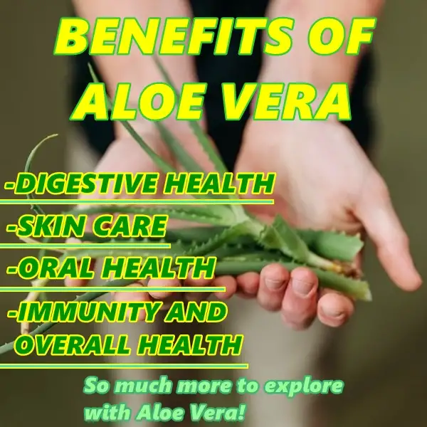 benefits of aloe vera