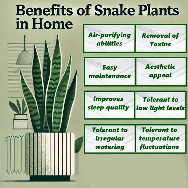 benefits of snake plants in home