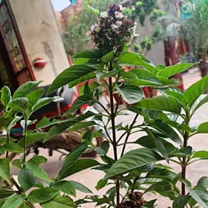 best and complete basil plant care guide for beginners (at home)