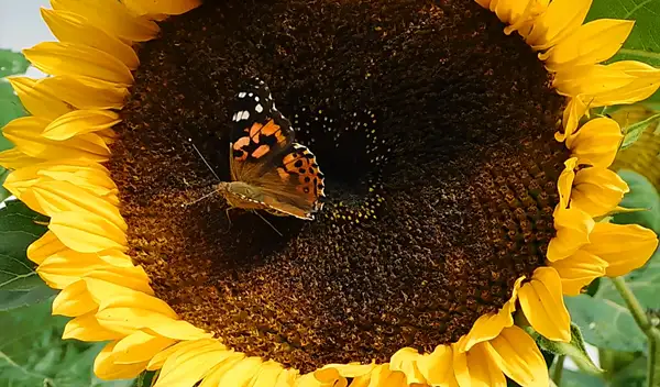 best easy sunflower care guide for beginners a to z