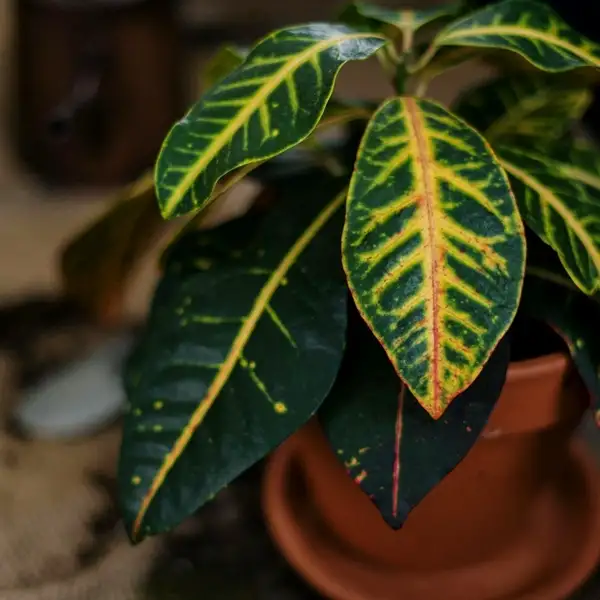 best environment for croton plants