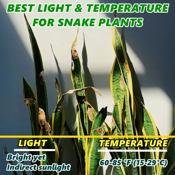 best light and temperature for snake plants